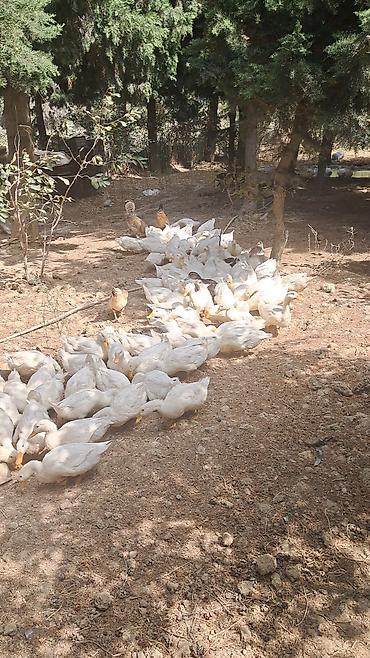 тап аз птицы: Pekin ördəkləri 4 ay yarimliq 120 eded topdan ve ya perakende satiş — 1
