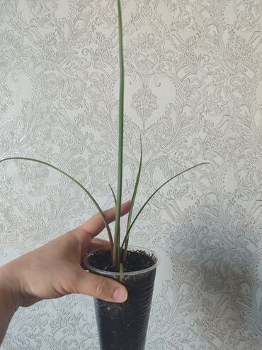 Другие комнатные растения: Бишкек мкрн Кок Жар и рабочий городок! Пеларгония карликовая - — 13