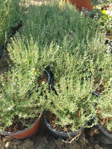 Çöl bitkiləri: Həmişə yaşıl — 23