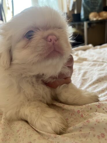 İtlər: Pekines, 2 ay, Erkek