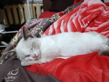 объявления о найденных животных: Кошка даром: Беспородная, 3 месяца, Девочка