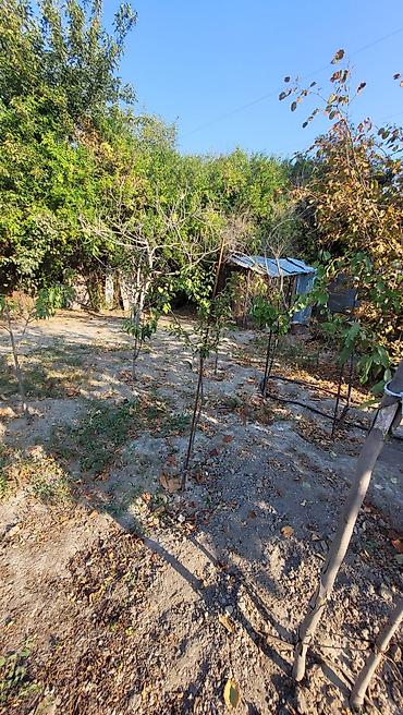 Bağ evlərinin satışı: Mingəçevir, 85 kv. m, 3 otaqlı -da lalafo.az — 17 Bağ evlərinin satışı: Mingəçevir, 85 kv. m, 3 otaqlı — 17