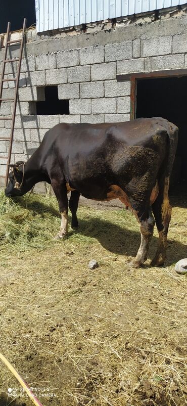 джерсейская корова купить: Продаю | Корова (самка) | Голштин | Для молока