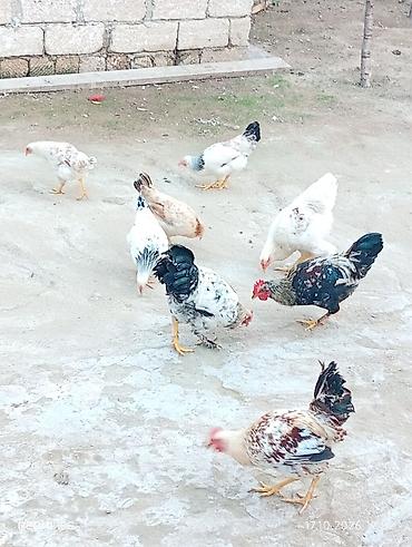 cucelerin satisi: Məişət təsərrüfatı üçün toyuqlar - Şəkillərdə müxtəlif rəngli kənd — 5