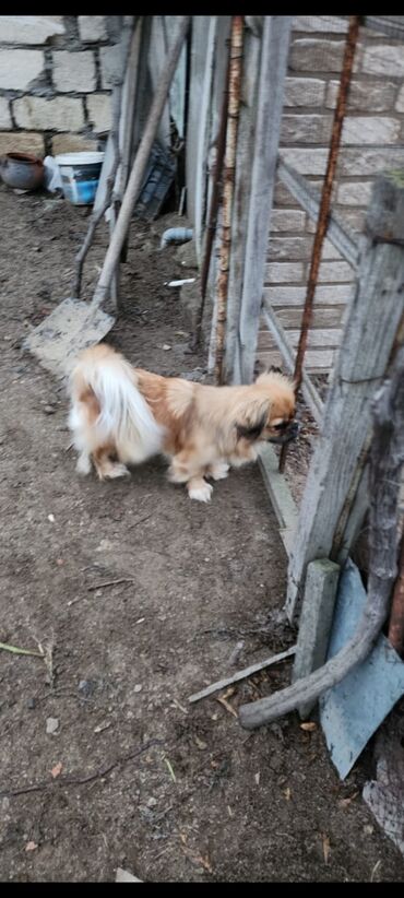 İtlər: Pekines, 1 il, Dişi, Peyvəndli, Ünvandan götürmə — 7