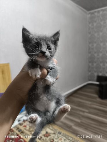 купить вислоухого котенка в бишкеке: Улица по сообщению даромМаленький пушистый котенок серого цвета с