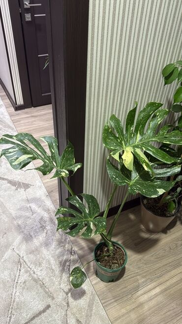Монстера вариегатная тайское созвездие(Monstera deliciosa ‘Thai