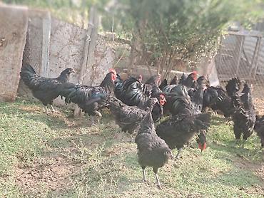damazlıq heyvanların satışı: Avstrolop toyuqları satılır.Fərələr yeni yumurtaya düşüb — 3