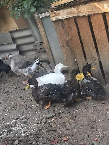 qaz farm: Aq rengde olan. Ayzberq. Deyilen Ruan satilir. 9 ayliq tek xoruzdu — 5