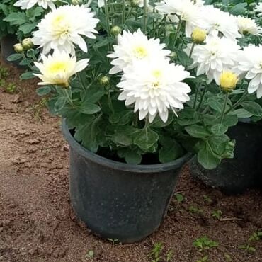 Otaq bitkiləri: Xrizantema payızgüllərinin topdan və pərakəndə satışı. Qiymətlər — 19