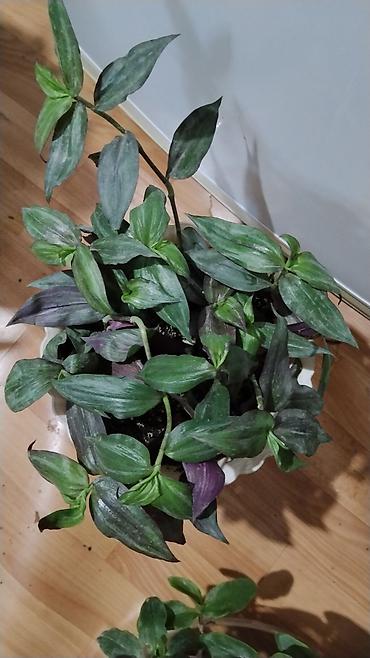 делал: Традесканция (Tradescantia fluminensis/сп. «зелёная» с фиолетовой — 5