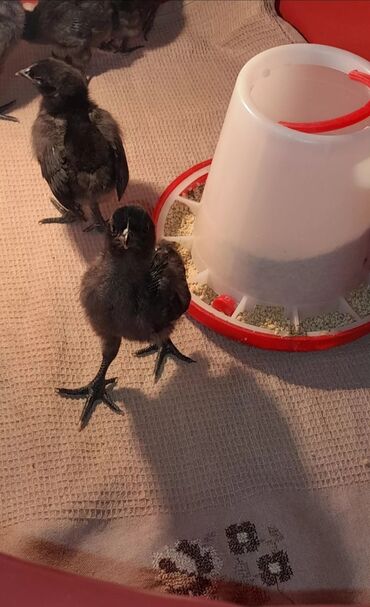 Xoruzlar: Xoruz, il: 1 -da lalafo.az — 7 Xoruzlar: Xoruz, il: 1 — 7