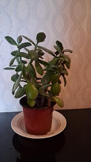 epimedium bitkisi satisi: Satılır: Ev/ofis üçün dekorativ otaq bitkiləri kolleksiyası - — 4