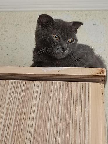 Кошки: Шотландская вислоухая — 1