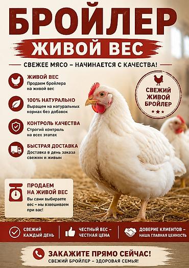 малек рыбы: 🐔 Свежий бройлер в продаже! Предлагаем свежего домашнего бройлера — 2