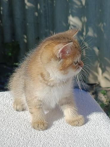 кошка шиншила: Скотиш Страйт (Шотландская прямоухая), 1 месяц, Мальчик, Золотая шиншилла, Приучена к лотку, Проглистована — 7