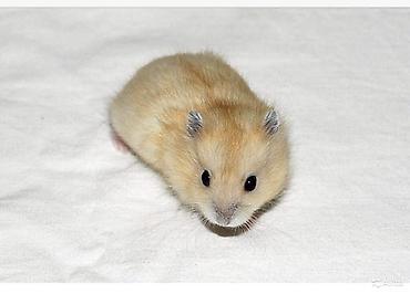 hamster kombat: КУПЛЮ КУПЛЮ КУПЛЮ джунгарского хомяка с расцветкой как на фото — 1