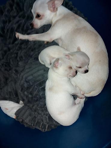 pit bul terijer: Čistokrvni mužjaci čivave – kratkodlaki, bele boje. Štenci su stari — 3