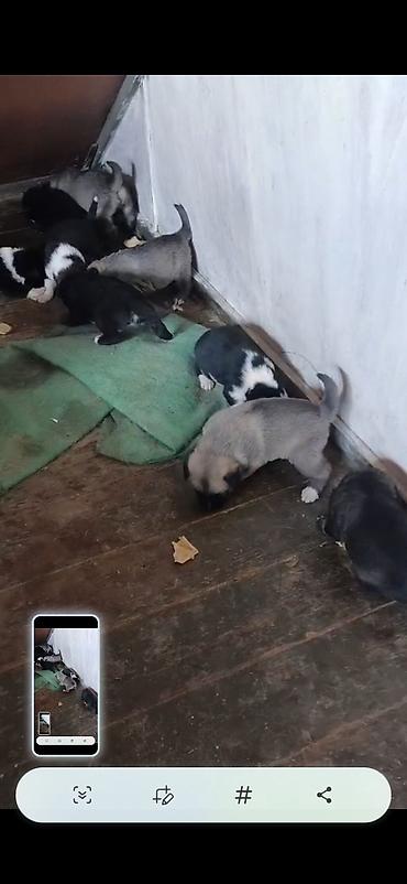 sibirski afcarka: Afcarka ve balaları satılır isdeyen olsa vapçatda yazsın 0507613355 — 2