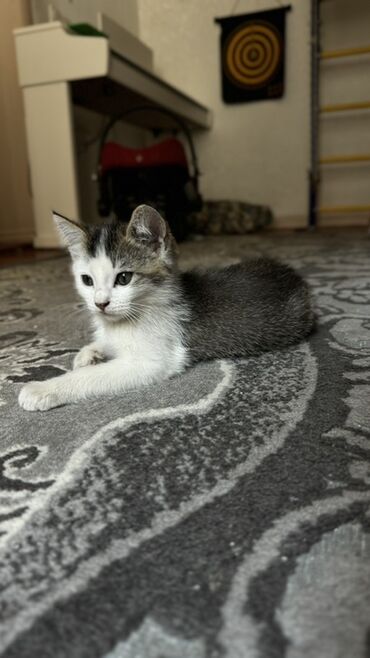 скоттиш страйт шотландская прямоухая кошка: Беспородная, 2 месяца, Девочка, Биколор