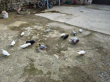 drakon goyercin: 16 ed saglam quslardi. hamsida qanadlidi.coxu kevən balalardi. ləhic — 3