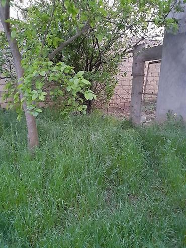 kənd: 8 sot, Kənd təsərrüfatı, Kupça (Çıxarış) — 4