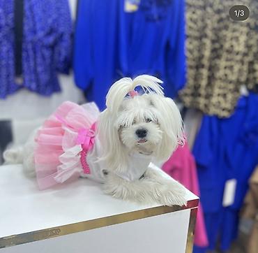 İtlər: Micro Malta Balonka.maksimum 2kq olur. Boyumeyen mınıatur Cıns ana — 7