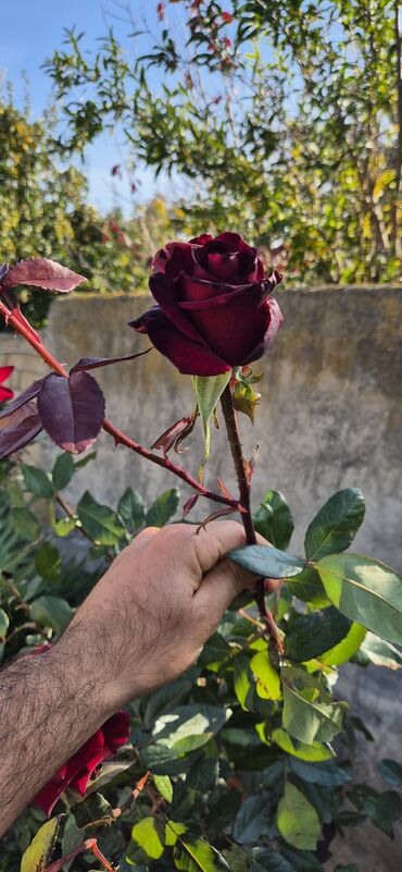 Çöl bitkiləri: Saqı Gülçülük – Tərtərin ən gözəl gülləri Bir gül təkcə ətriylə deyil — 10