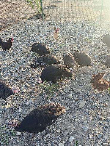goyercin novleri: Salam hindusqalar satılır 9 denedi ünvan Cəbrayıl rayonunun horovlu — 3