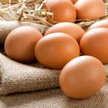 cins xoruz yumurtada banlayar: Toyuq, Yumurtalıq, Pulsuz çatdırılma