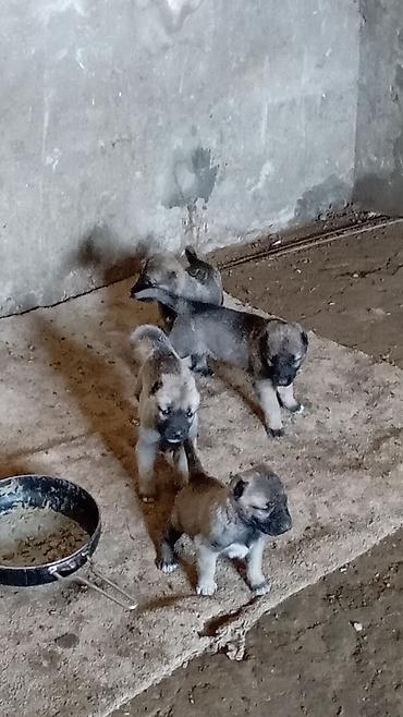 dog argentina: Kanqal, 1 ay, Erkək, Peyvəndli, Ödənişli çatdırılma — 2