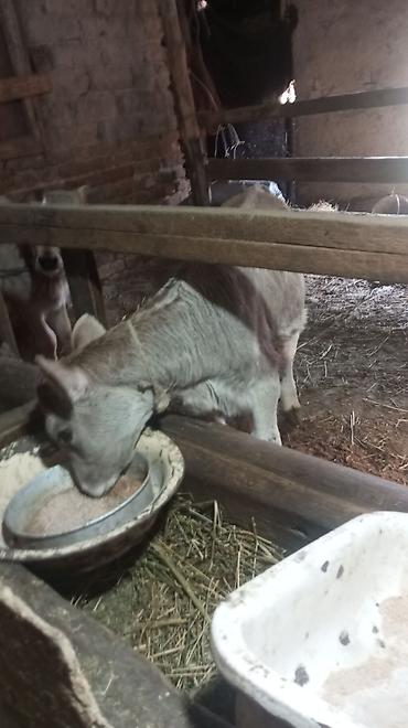 Коровы, быки: Продаю | Тёлка — 4