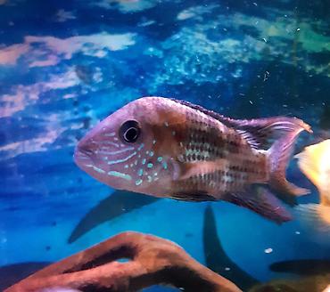 akvarium baliqlari qiymeti: Cixlid balığı, Yırtıcı — 8