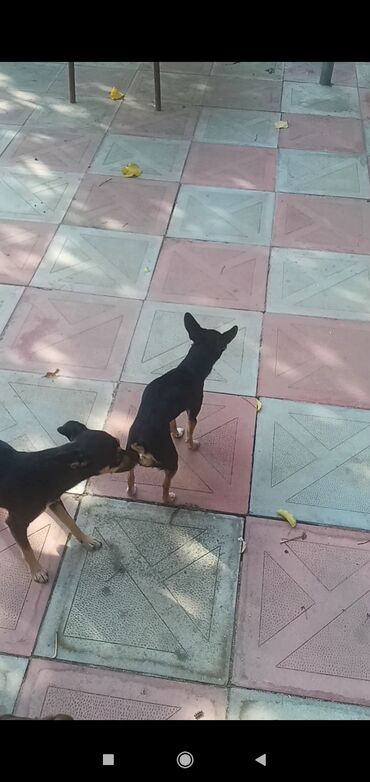 İtlər: 2 ay, Erkek, Peyvəndli, Pulsuz çatdırılma, Ödənişli çatdırılma, Rayonlara çatdırılma — 3