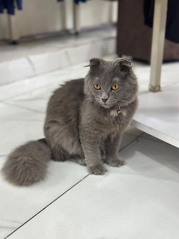 etibarli əllərə pişik: Temiz şortlant 5 aylıq baladi təlimi var 👍 — 1
