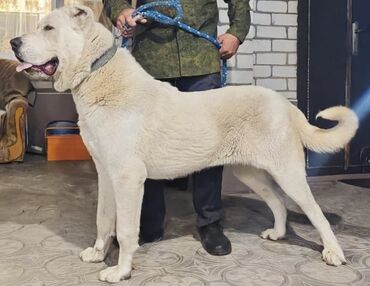 охотничья собака: Продается азиат, алабай, среднеазиатская овчарка, накопление очень