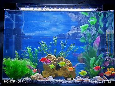 beta balığı qiymət: Dördbucaq akvarium, Balıqlarla birlikdə, 70 l, Ödənişli çatdırılma, Rayonlara çatdırılma, Ünvandan götürmə — 1