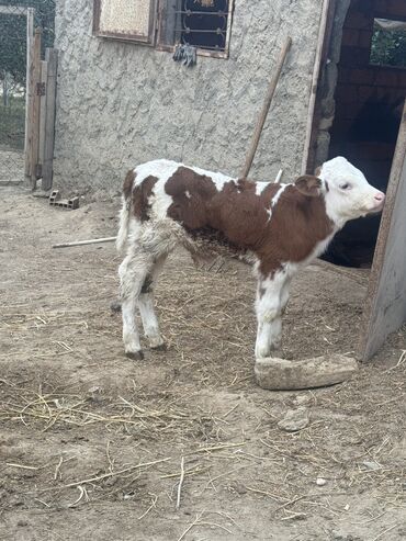 ətlik dana: 1 həftəlik erkək təmiz qan simmental buzov.tam sağlamdır