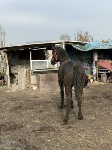 Лошади, кони: Продаю | Жеребец | Рабочий — 5