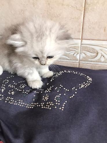 Pişiklər: Fars — 7