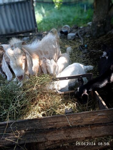 козы для молоко: Продаю | Коза (самка), Козёл (самец), Козлёнок | Полукровка | Котные, Осеменитель