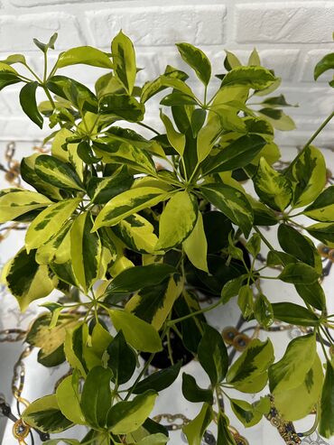 фикус с белыми листьями: Продаю шикарные комнатные растения! Все в новом специальном грунте!