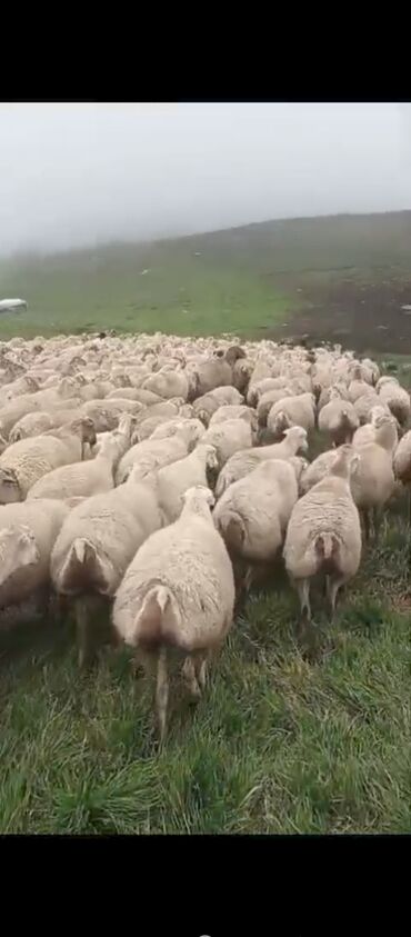 bərdə mal bazarı: ÜNVAN.BERDE.200.BAŞ.1.2.QARlNA.yelini.ŞiŞeyiler.SAdllr.komdA.hisede.sA