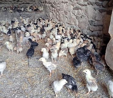 Cücələr: Toyuq cücələri, Ətlik -da lalafo.az — 9 Cücələr: Toyuq cücələri, Ətlik — 9
