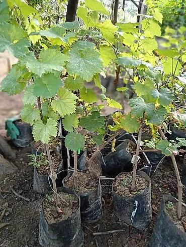 Meyvə və giləmeyvə: Məhsul: Avatar kişmişi (uzun, barmaq formalı qara üzüm sortu) - — 24