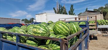 отдам алабая в хорошие руки: Продаю арбуз оптом. 3 тонны