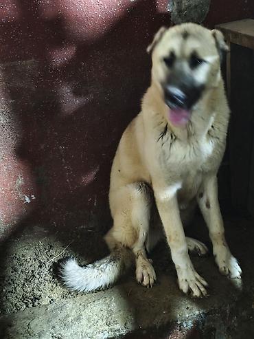 kangal satilik: Kanqal, 7 ay, Dişi, Peyvəndli — 3