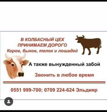 Коровы, быки: Работаем 24/7