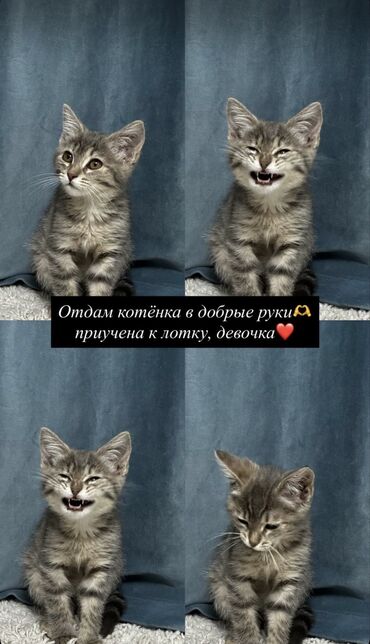 котята в канте: 3 айлык, Ургаачы