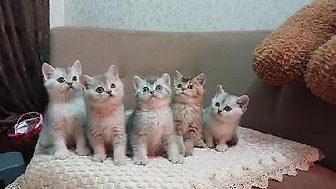 Pişiklər: Britan — 4